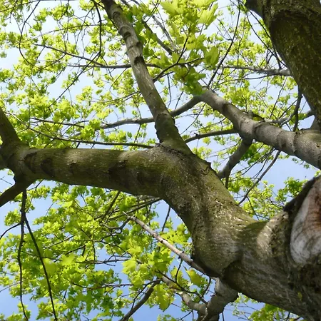 Gmbh冈特拉姆斯多尔夫好客房旅馆 酒店 古特兰斯多夫