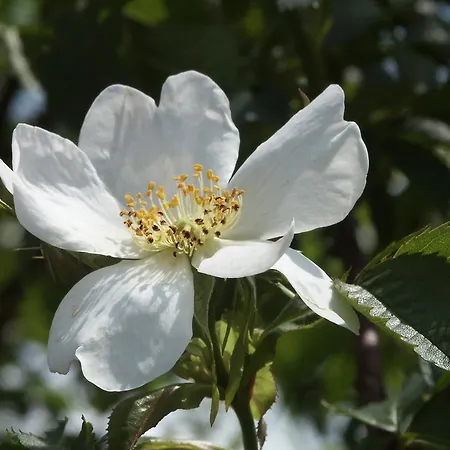 酒店 Gmbh冈特拉姆斯多尔夫好客房旅馆 古特兰斯多夫